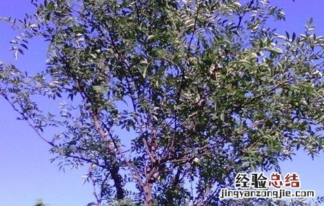 花椒树的修剪技术及图示 花椒树的修剪技术