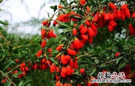 枸杞落花落果的原因及防治方法 枸杞落花落果的原因及防治方法图片