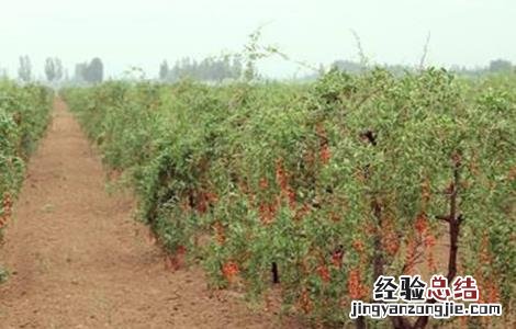 枸杞落花落果的原因及防治方法 枸杞落花落果的原因及防治方法图片