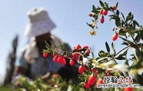 枸杞落花落果的原因及防治方法 枸杞落花落果的原因及防治方法图片