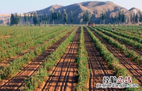枸杞的种植方法 枸杞的种植方法和时间