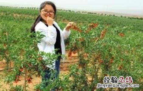 枸杞的种植方法 枸杞的种植方法和时间