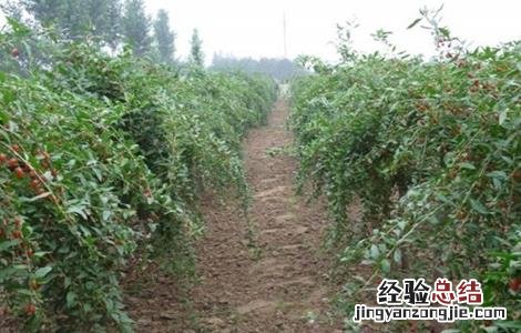 枸杞的种植方法 枸杞的种植方法和时间