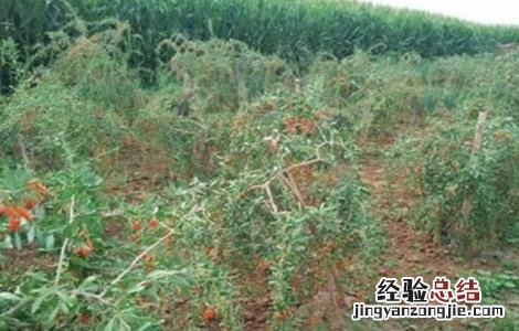 枸杞的种植方法 枸杞的种植方法和时间