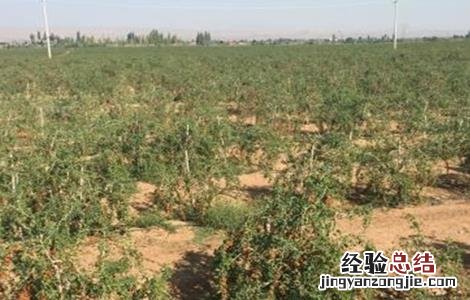 枸杞的种植方法 枸杞的种植方法和时间