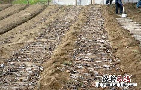 茯苓怎么种植技术 茯苓种植的注意事项