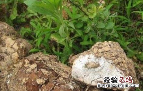 茯苓怎么种植技术 茯苓种植的注意事项