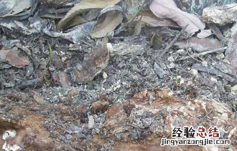 茯苓怎么种植技术 茯苓种植的注意事项