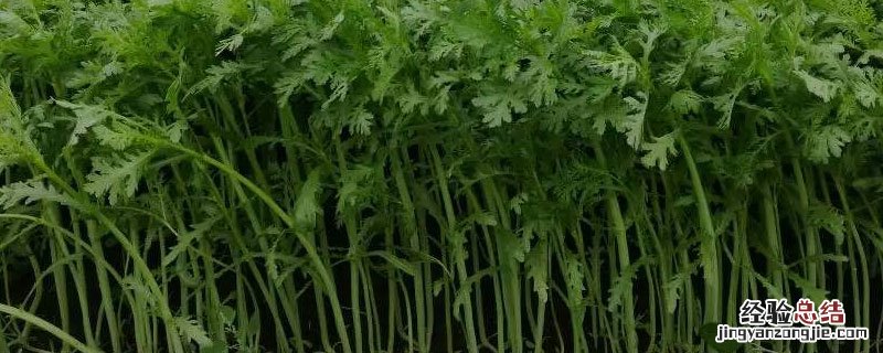 茼蒿种子需要泡过才能播种吗 茼蒿种子泡多久