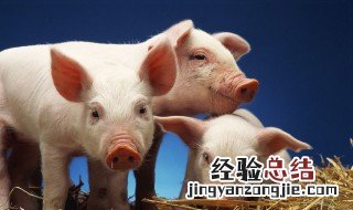 猪肥膘和猪板油区别 猪肥膘和猪板油有哪些不同