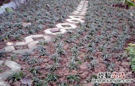 麦冬的种植要求 麦冬的种植条件
