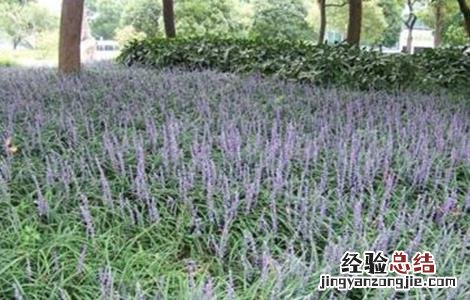 麦冬的种植要求 麦冬的种植条件