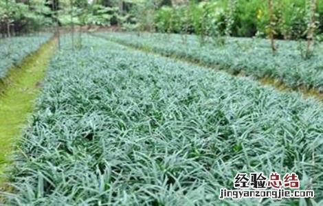 麦冬的种植要求 麦冬的种植条件