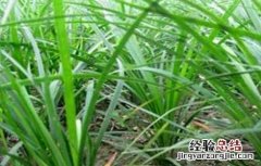 麦冬的种植要求 麦冬的种植条件