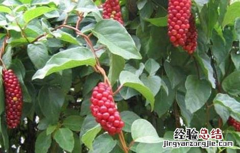 五味子施肥方法 五味子的施肥技术