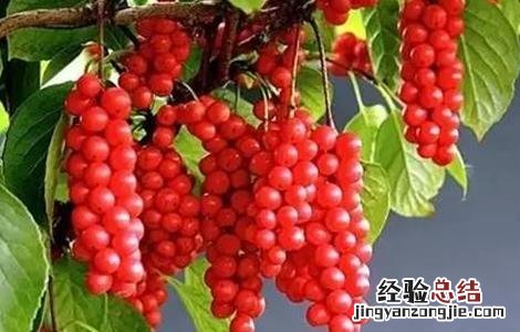 五味子施肥方法 五味子的施肥技术