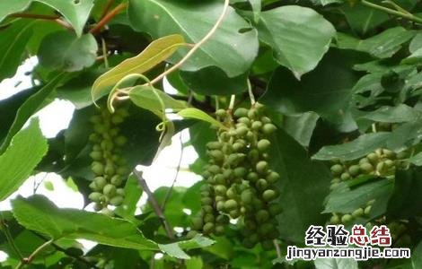 五味子施肥方法 五味子的施肥技术