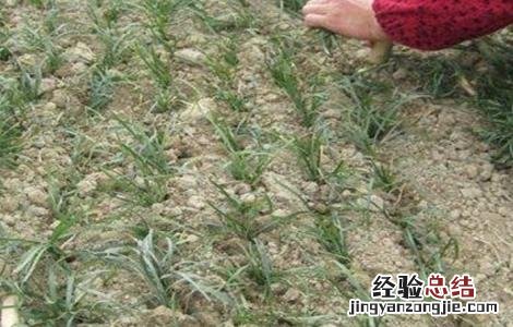 麦冬的田间管理技术 冬季麦田管理技术