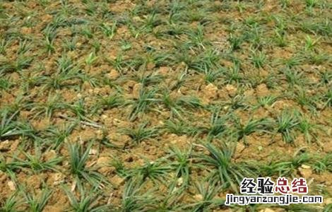 麦冬的田间管理技术 冬季麦田管理技术