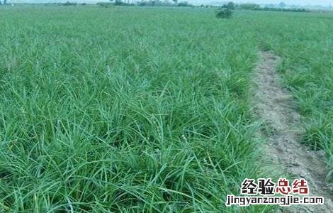 麦冬的田间管理技术 冬季麦田管理技术