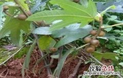 五指毛桃的种植方法 五指毛桃的种植方法和技术