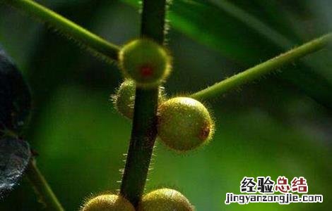 五指毛桃的种植方法 五指毛桃的种植方法和技术