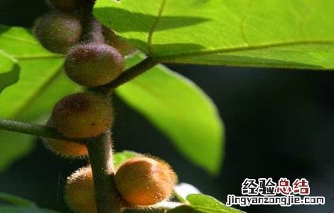 五指毛桃的种植方法 五指毛桃的种植方法和技术