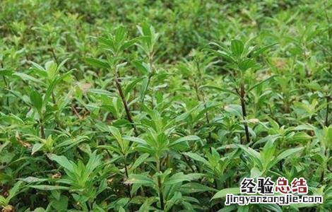 龙胆草怎么种植盆栽 龙胆草怎么种