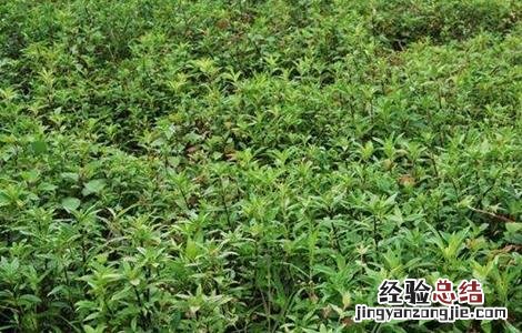 龙胆草怎么种植盆栽 龙胆草怎么种