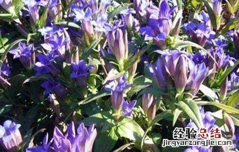 龙胆草怎么种植盆栽 龙胆草怎么种