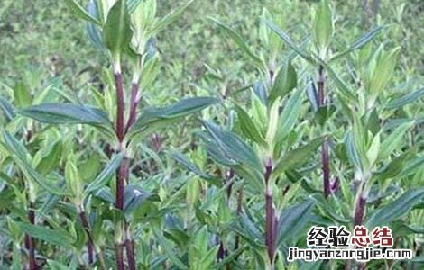 龙胆草怎么种植盆栽 龙胆草怎么种