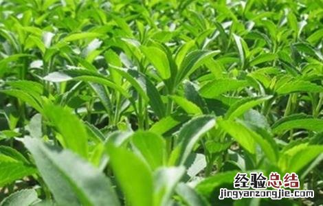 甜叶菊的种植方法 甜叶菊的种植方法及田间管理