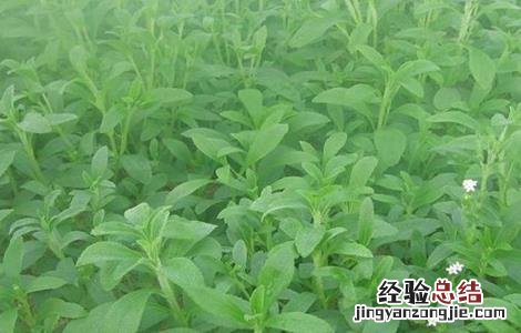 甜叶菊的种植方法 甜叶菊的种植方法及田间管理
