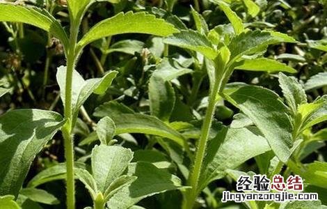 甜叶菊的种植方法 甜叶菊的种植方法及田间管理