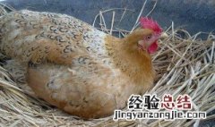 母鸡英语怎么读音发音 母鸡英语怎么读
