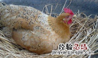 母鸡英语怎么读音发音 母鸡英语怎么读