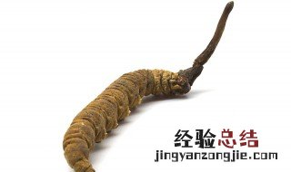 冬虫夏草最佳服用方法虫草可以用铁锅煮吗 冬虫夏草最佳服用方法