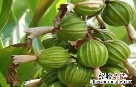 益智仁的种植条件 益智仁的种植条件是什么