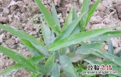 益智仁的种植条件 益智仁的种植条件是什么