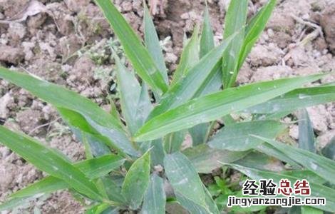 益智仁的种植条件 益智仁的种植条件是什么