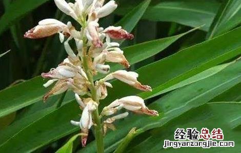 益智仁的种植条件 益智仁的种植条件是什么