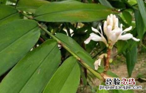 益智仁的种植条件 益智仁的种植条件是什么