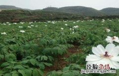 牡丹皮的種植技術 牡丹皮怎么种