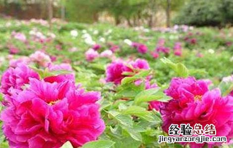 牡丹皮的种植技术 牡丹皮怎么种