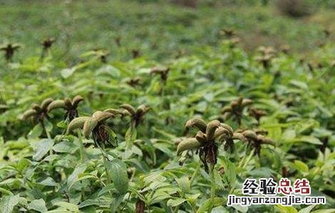 牡丹皮的种植技术 牡丹皮怎么种