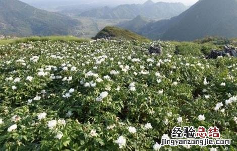 牡丹皮的种植技术 牡丹皮怎么种