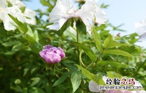 牡丹皮的种植技术 牡丹皮怎么种
