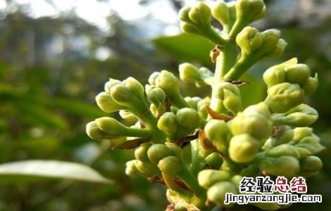 肉桂的繁殖方法视频 肉桂的繁殖方法
