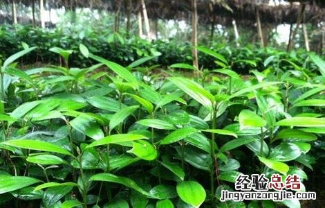 肉桂的繁殖方法视频 肉桂的繁殖方法