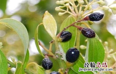 肉桂的繁殖方法视频 肉桂的繁殖方法